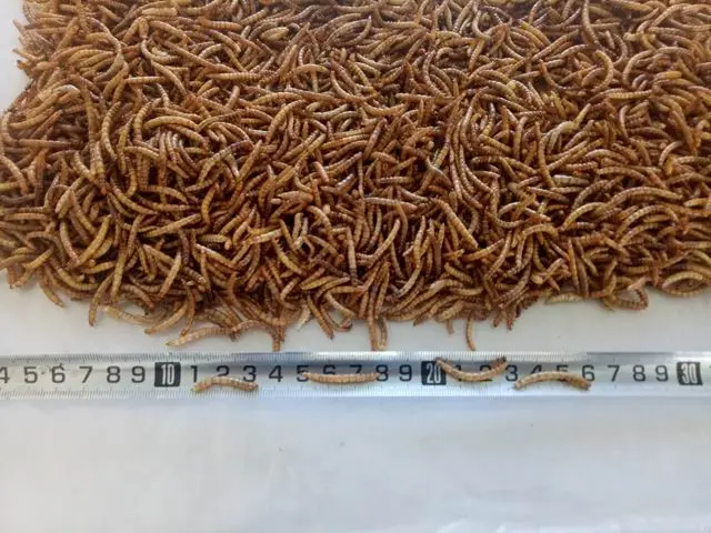 2025 High-Protein, High-Quality Bird Food: Microwave-Dried Mealworms Factory